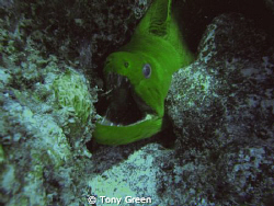 Another Green Moray saying hi at Cayo Levantado off the c... by Tony Green 